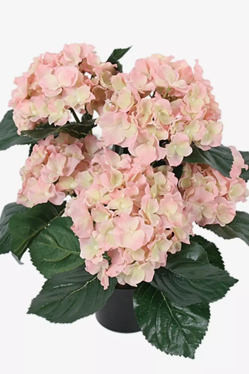 Hortensia Rosa H37, 7330026046335, 6871-20-1, Interiør, Blomster og Planter, Mr Plant