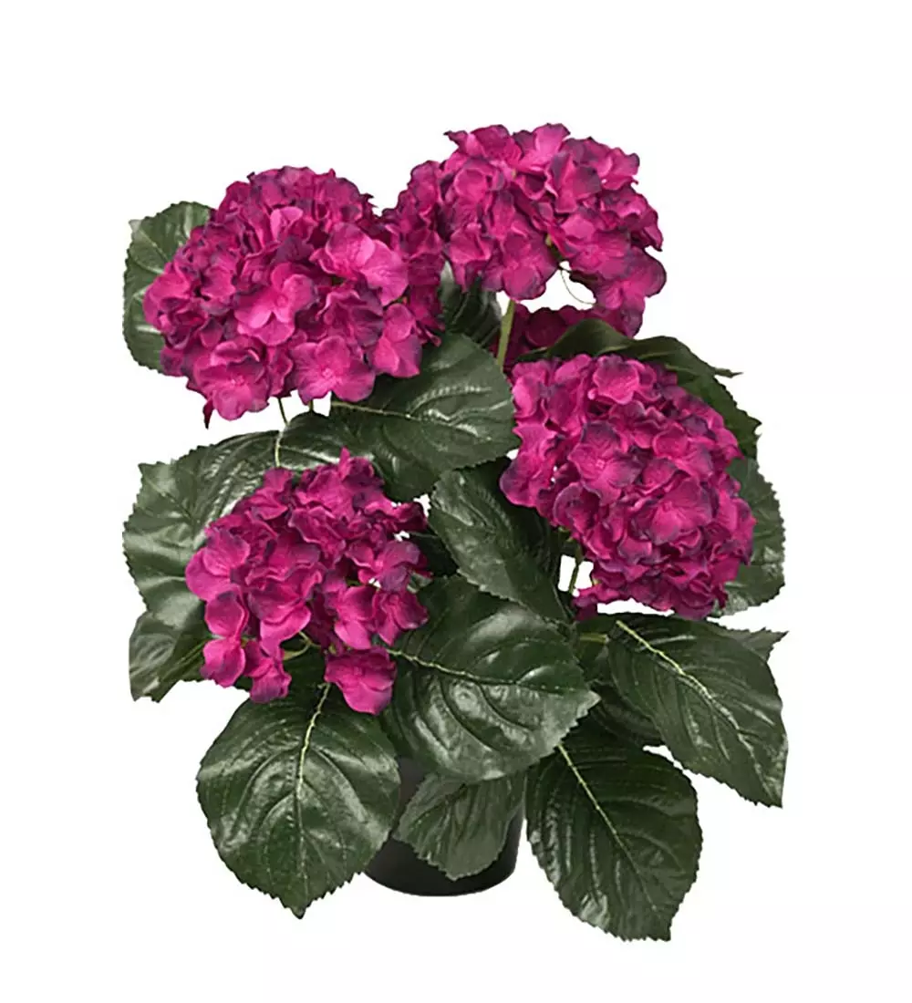 Hortensia Dyp Rosa H37, 7330026058307, 6871-85-1, Interiør, Blomster og Planter, Mr Plant