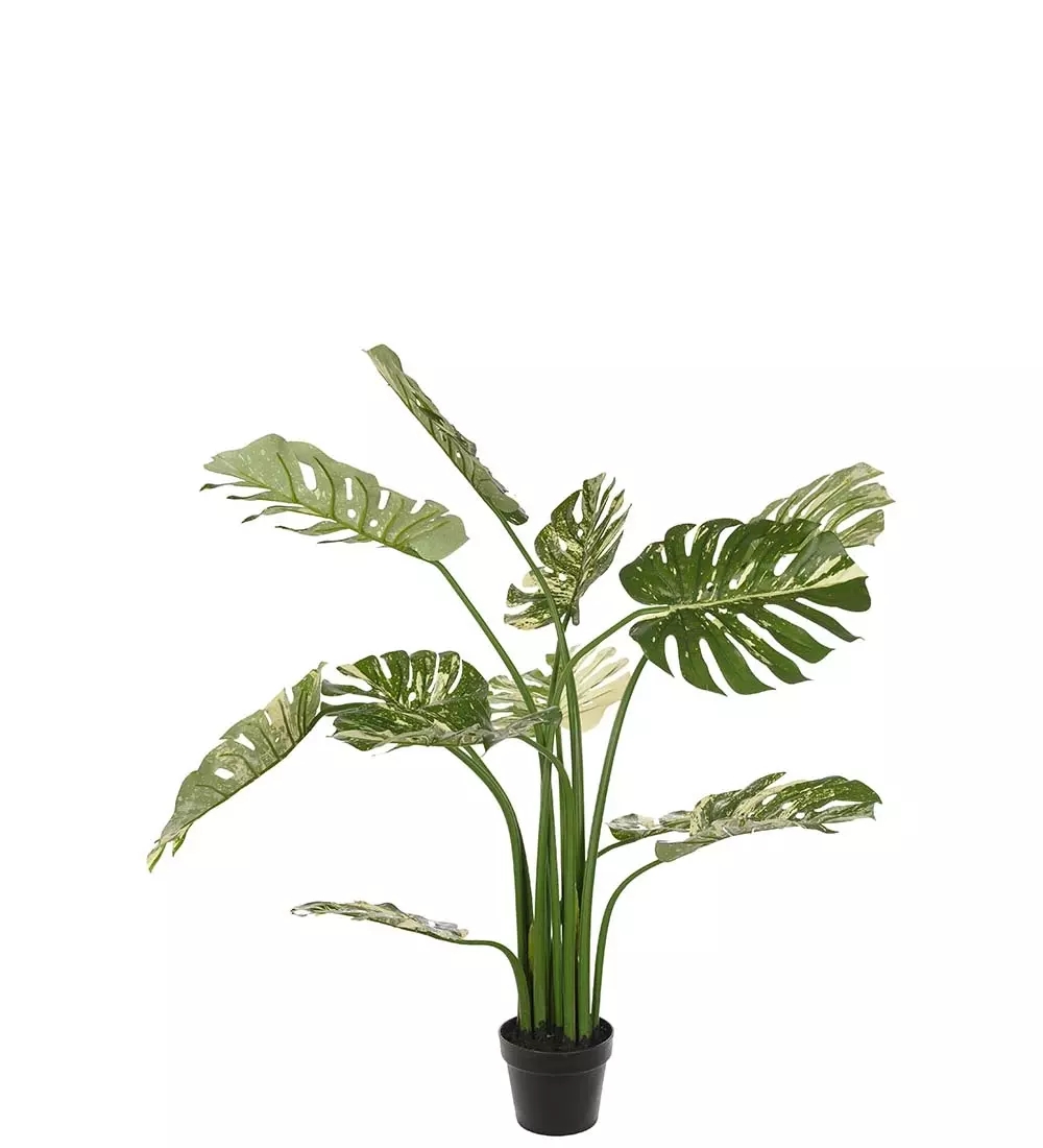 Monstera H110, 7330026174243, 7027-110, Interiør, Blomster og Planter, Mr Plant, Monstera