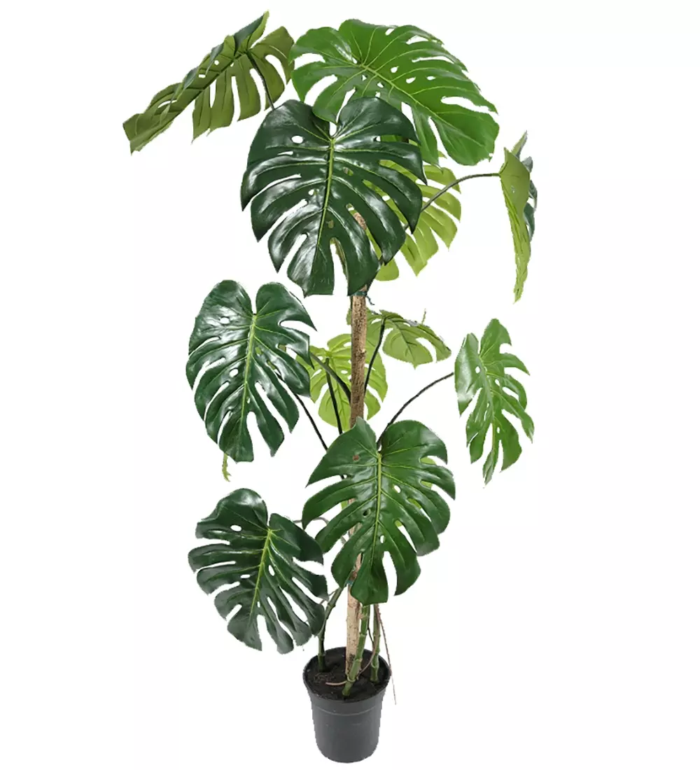 Monstera H150, 7330026131932, 7102-150, Interiør, Blomster og Planter, Mr Plant