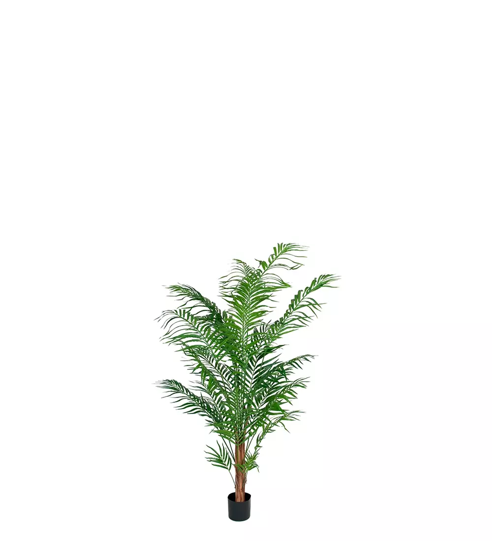 Areca Palme H120, 7330026168013, 7149-120, Interiør, Blomster og Planter, Mr Plant, Areca Palm