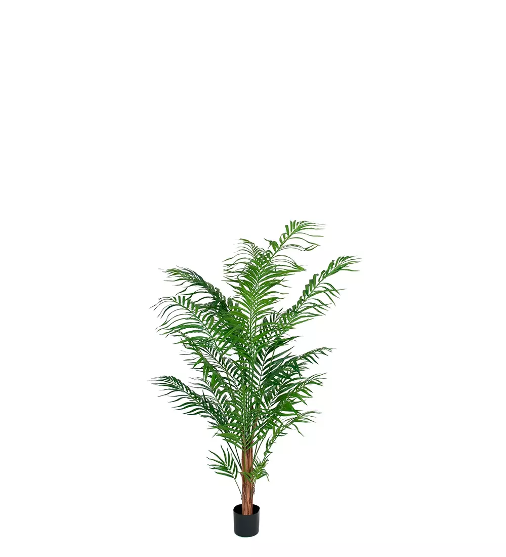 Areca Palme H150, 7330026168020, 7149-150, Interiør, Blomster og Planter, Mr Plant, Areca Palm