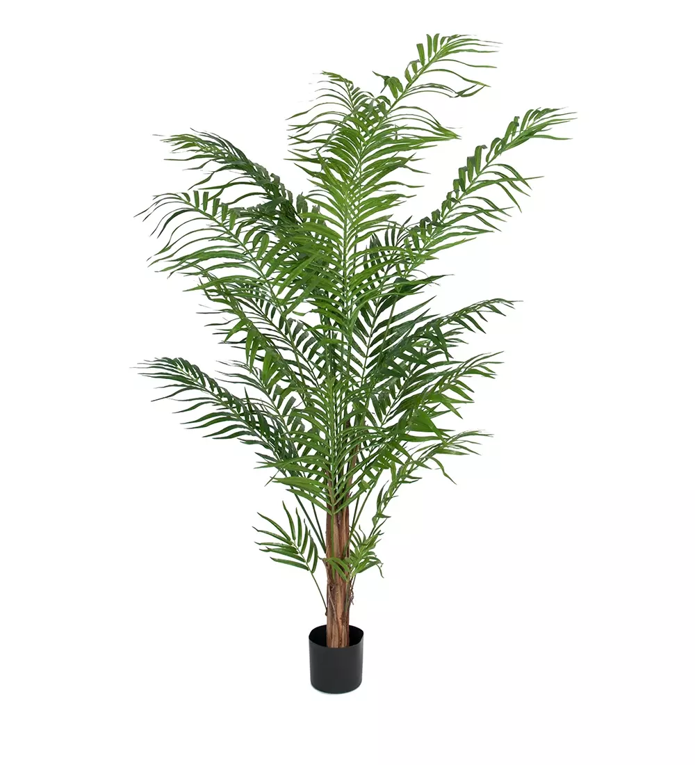 Areca Palme H180, 7330026142822, 7149-180, Interiør, Blomster og Planter, Mr Plant, Areca Palm
