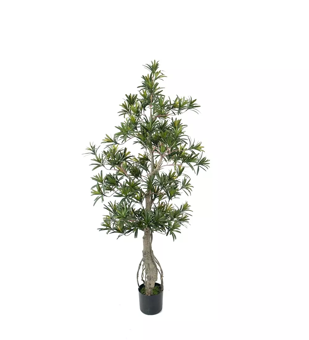 Podocarpus H120, 7330026146707, 7178-110, Interiør, Blomster og Planter, Mr Plant, Podocarpus