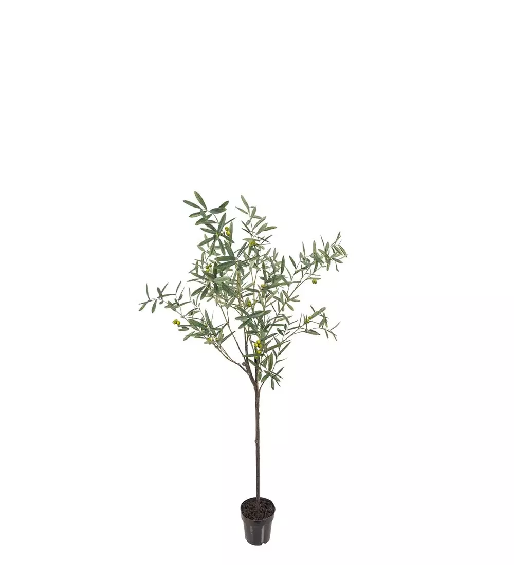 Oliventre 170cm, 7330026160802, 7237-170, Interiør, Blomster og Planter, Mr Plant