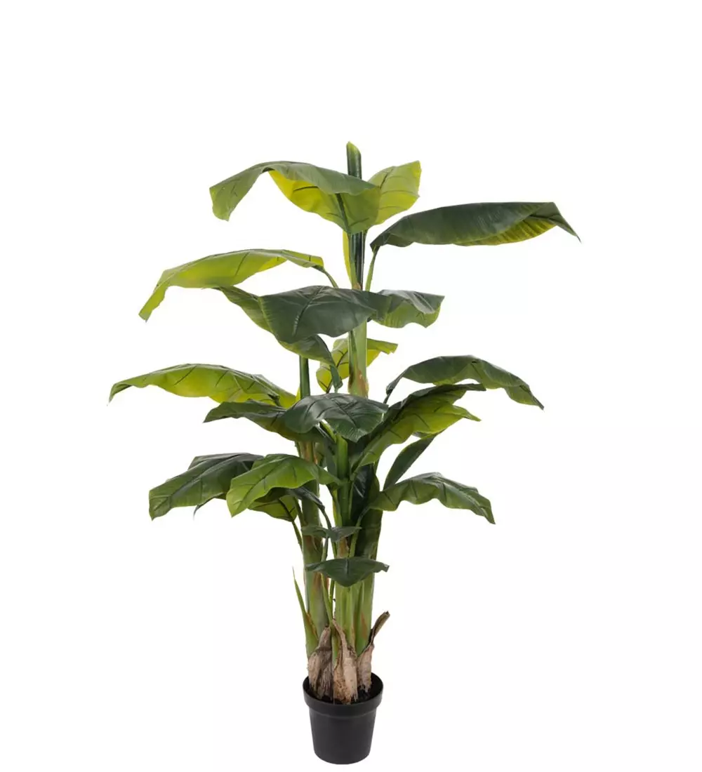 Banantre H150, 7330026161519, 7241-150, Interiør, Blomster og Planter, Mr Plant, Banan