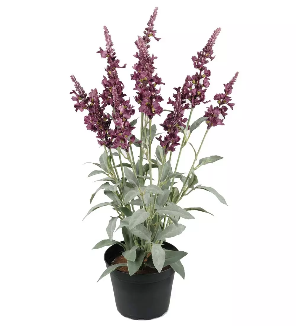 Veronica Plante Dyp Lilla, 7330026117837, 8130-42-1, Interiør, Blomster og Planter, Mr Plant