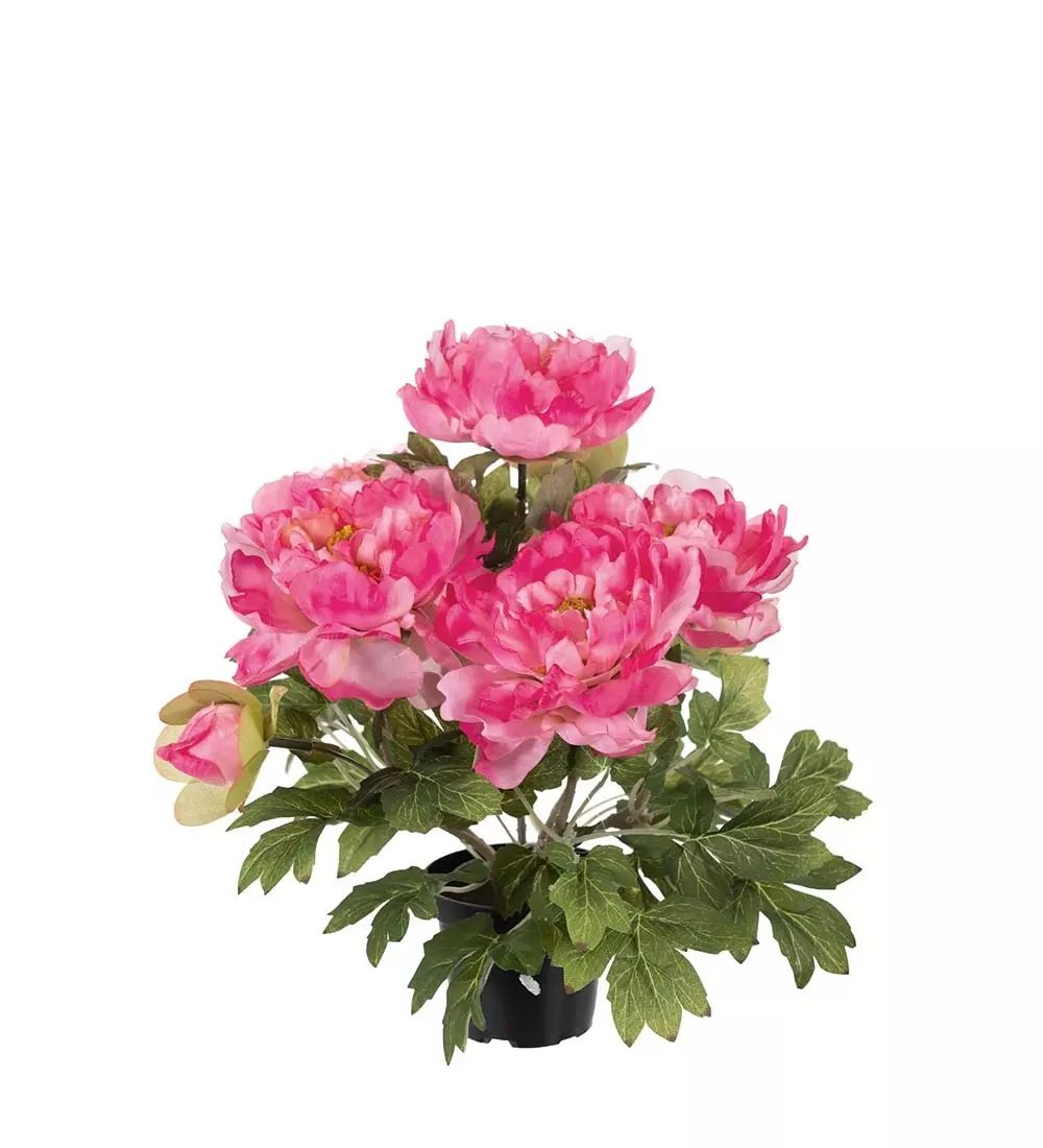Pion Potte Rosa H35, 7330026033083, 8149-20-1, Interiør, Blomster og Planter, Mr Plant