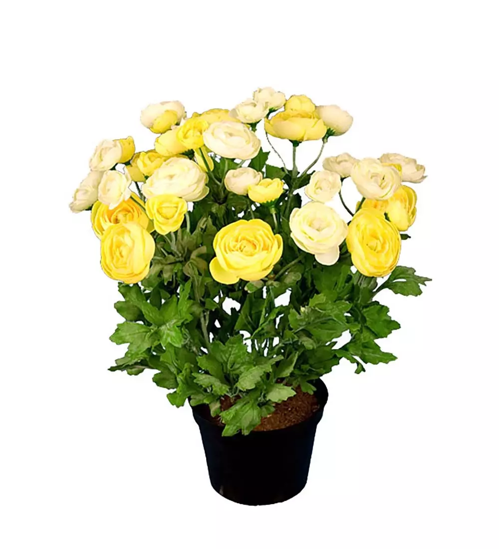 Ranunkel Gul H30, 7330026062663, 8284-51-1, Interiør, Blomster og Planter, Mr Plant