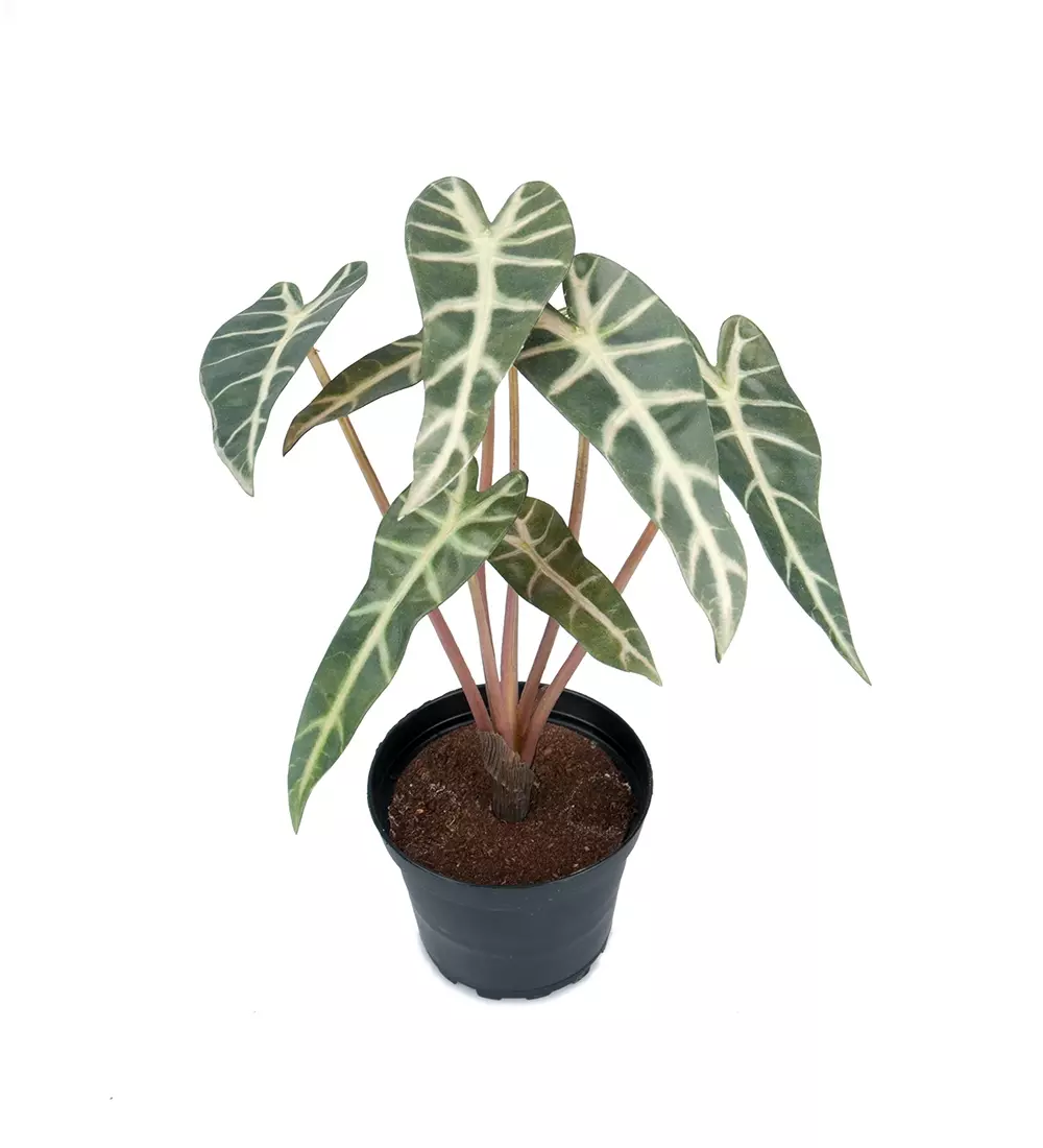 Alocasia H30, 7330026153064, 9014-90-1, Interiør, Blomster og Planter, Mr Plant, Alocasia