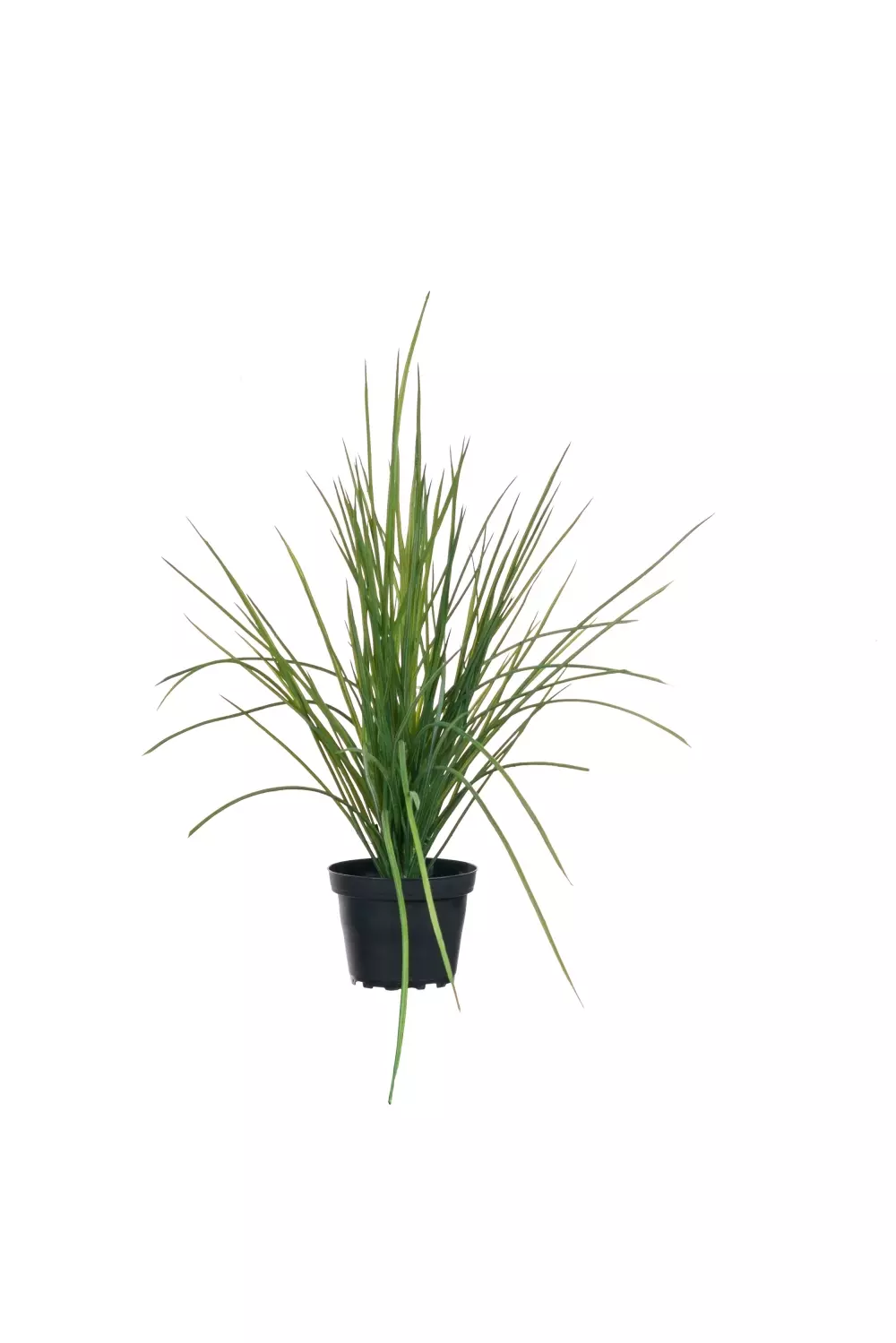 GRESS 40CM, 7330026151855, 9067-90-1, Interiør, Blomster og Planter, Mr Plant