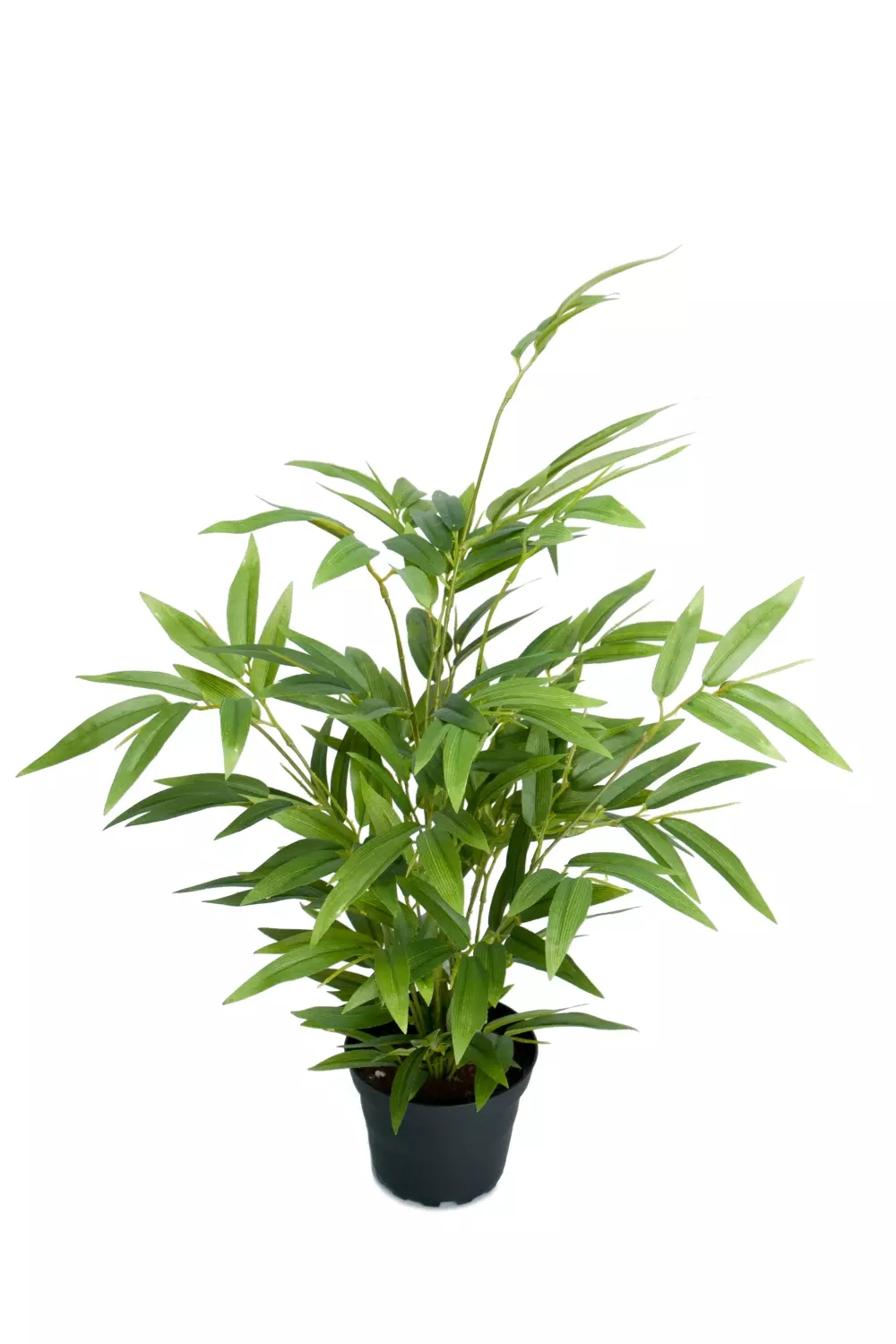 Bambus 45cm, 7330026151442, 9090-90-1, Interiør, Blomster og Planter, Mr Plant, Bambu
