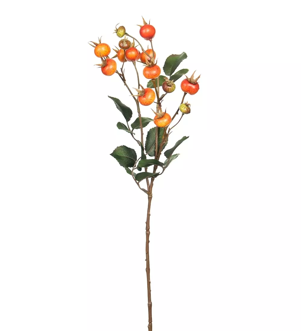 Nypekvist Oransje H60, 7330026151510, 9095-35, Interiør, Blomster og Planter, Mr Plant, Nypon