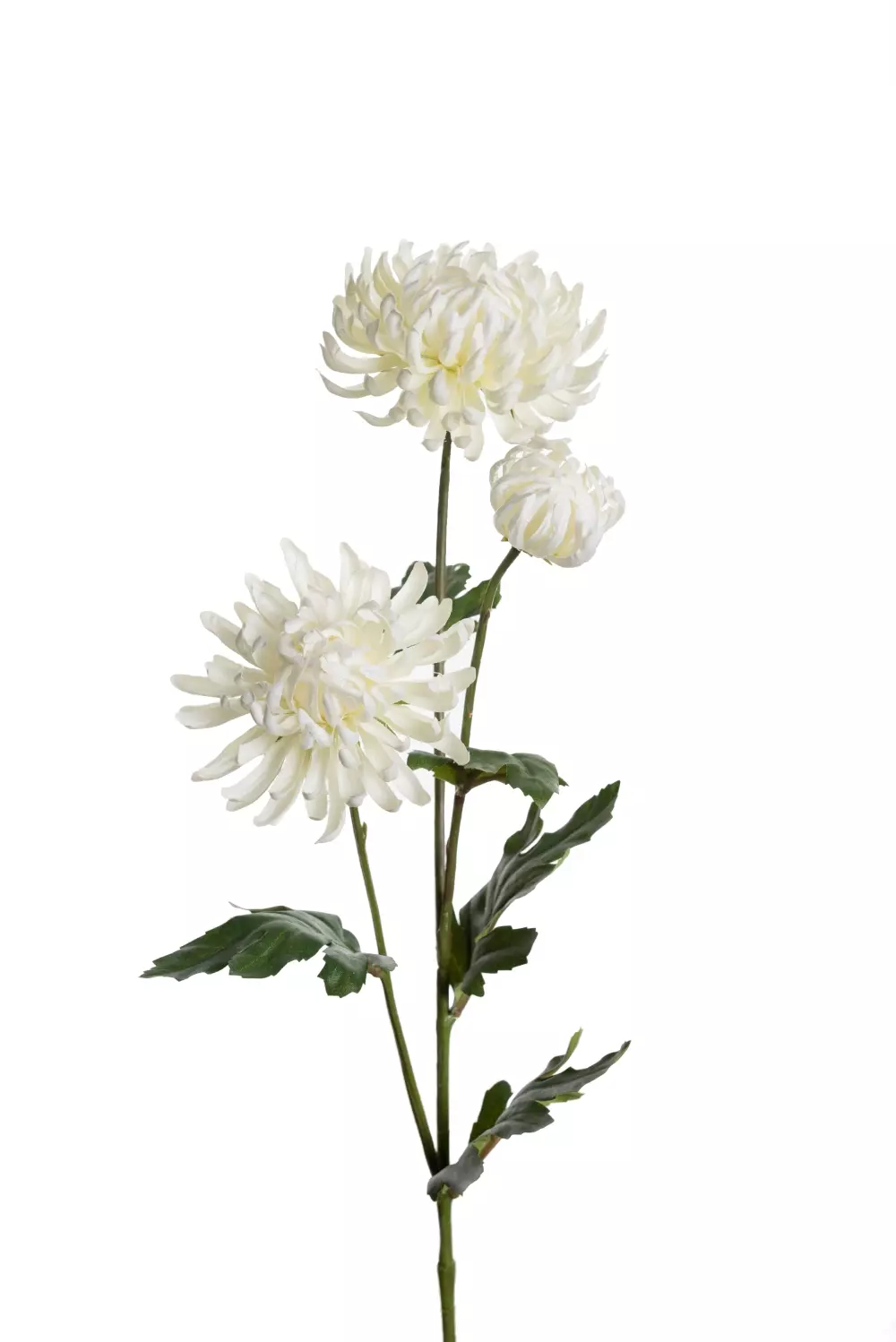 CHRYSANTHEMUM HVIT, 7330026157819, Blomster, Mr Plant