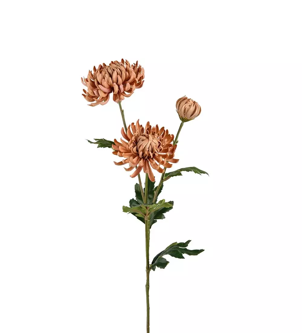 Chrysanthemum Beige H60