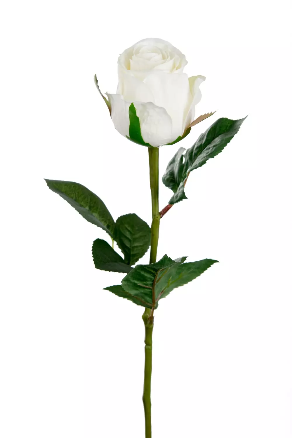 Rose Hvit H50 9603-10 7330026159608 Interiør Blomster og Planter Mr Plant