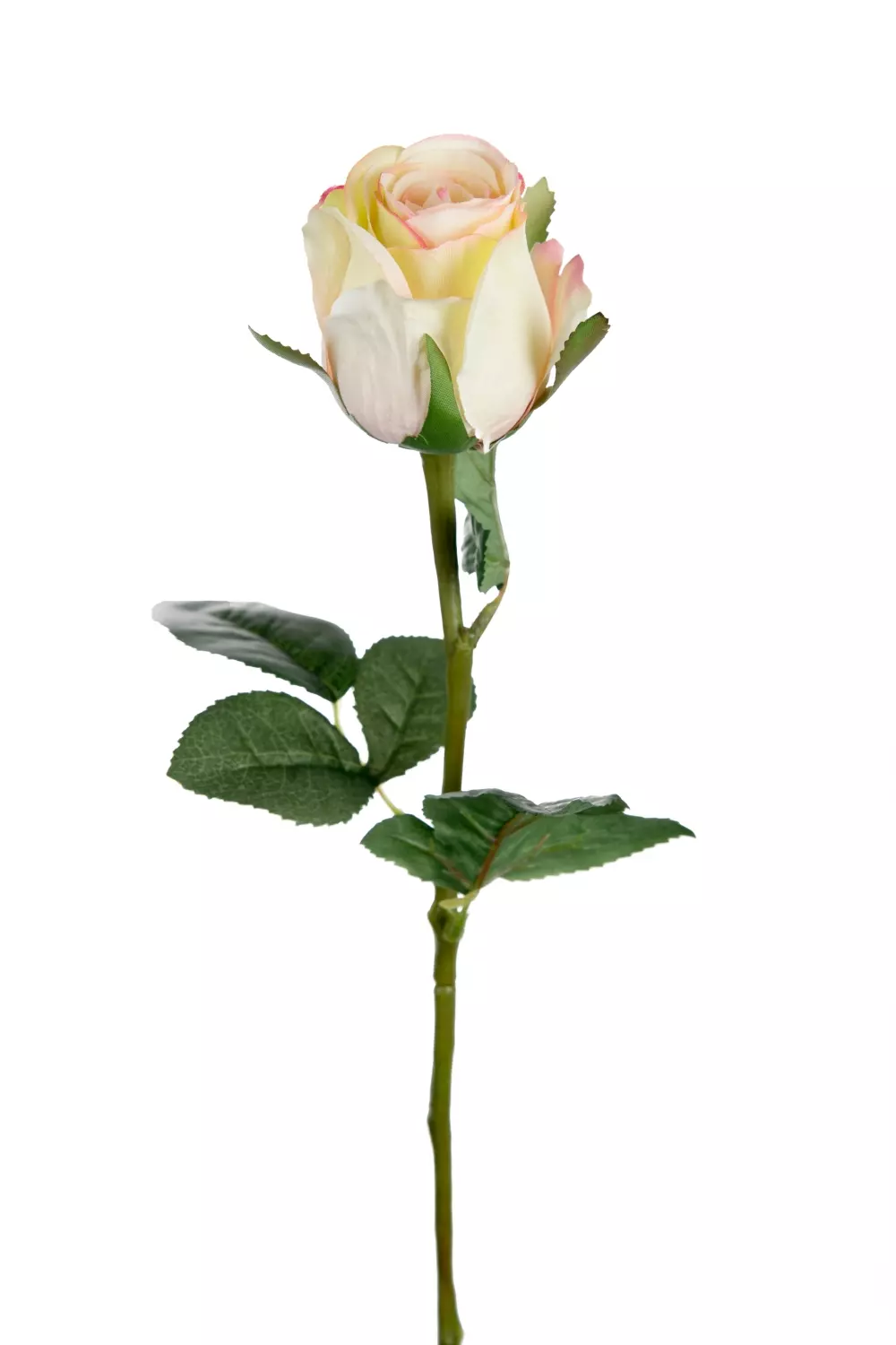 Rose Candy H50 9603-51 7330026159615 Interiør Blomster og Planter Mr Plant