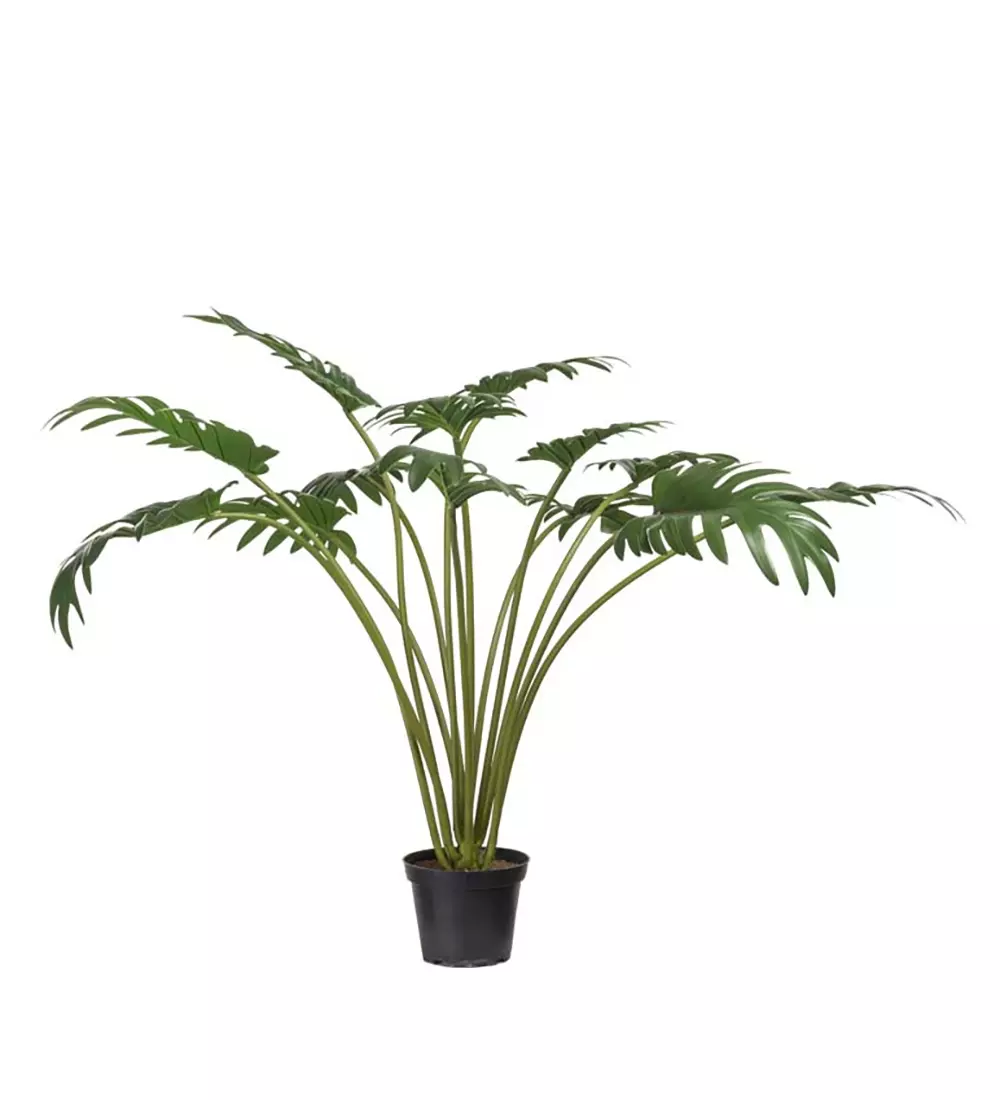 Philodendron H65, 7330026162196, 9632-90-1, Interiør, Blomster og Planter, Mr Plant, Philodendron