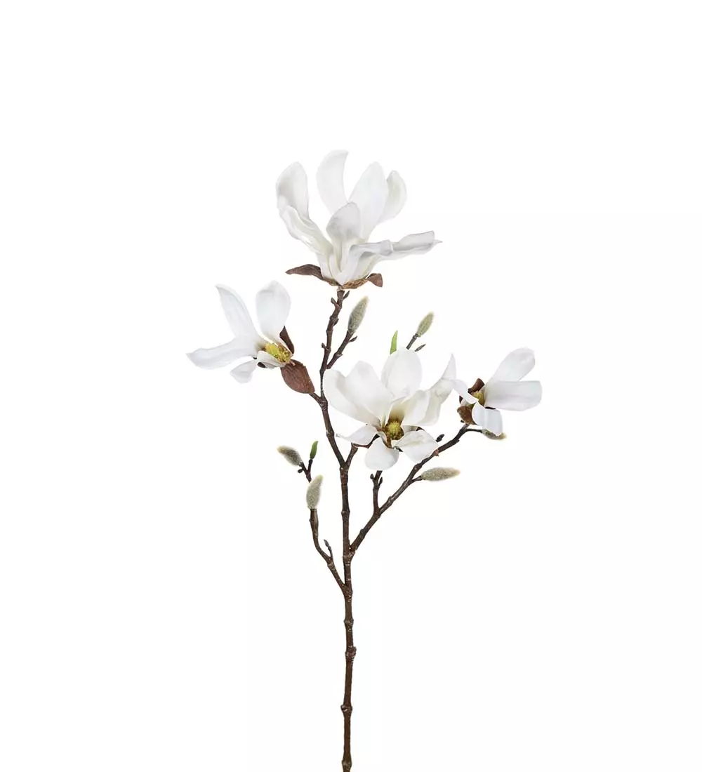 Magnolia H50, 7330026160932, 9665-10, Interiør, Blomster og Planter, Mr Plant, Magnolia