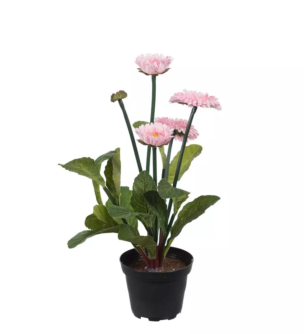 Bellis Rosa, 7330026161823, 9694-20-1, Interiør, Blomster og Planter, Mr Plant, Bellis