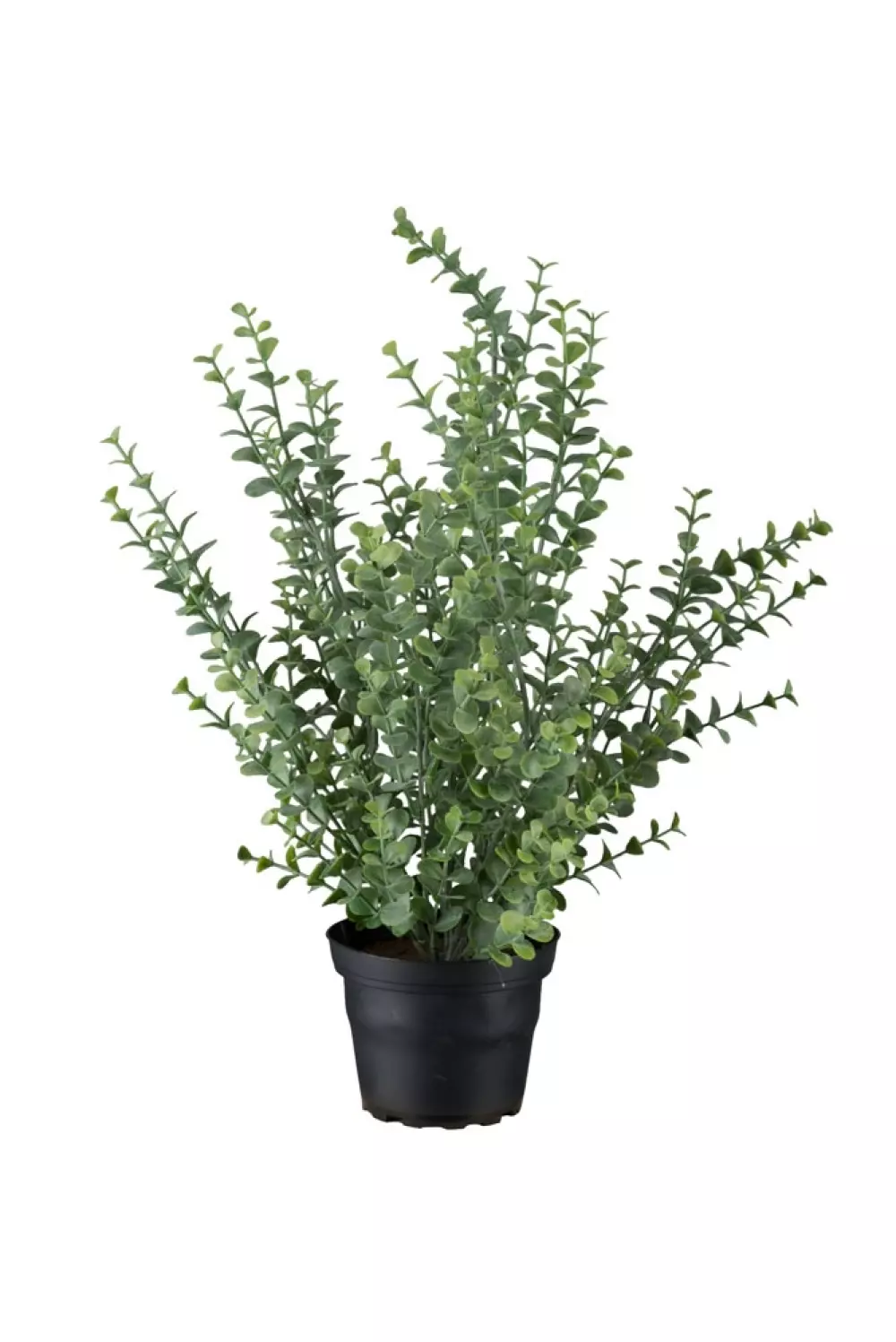 Eucalyptus H40cm, 7330026161816, 9703-91-1, Interiør, Blomster og Planter, Mr Plant, Eucalyptus