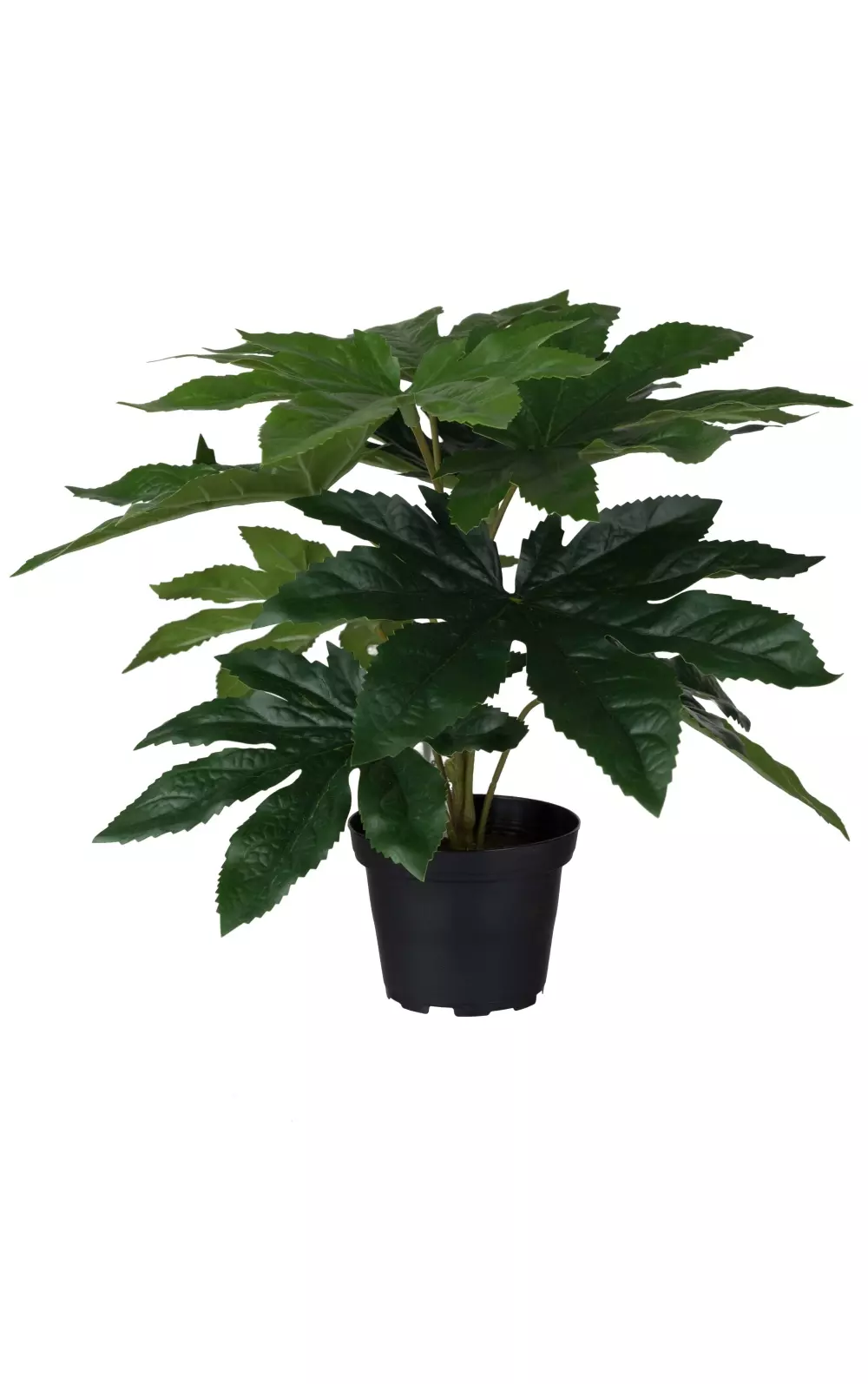 Aralia H25CM, 7330026164916, 9891-90-1, Interiør, Blomster og Planter, Mr Plant