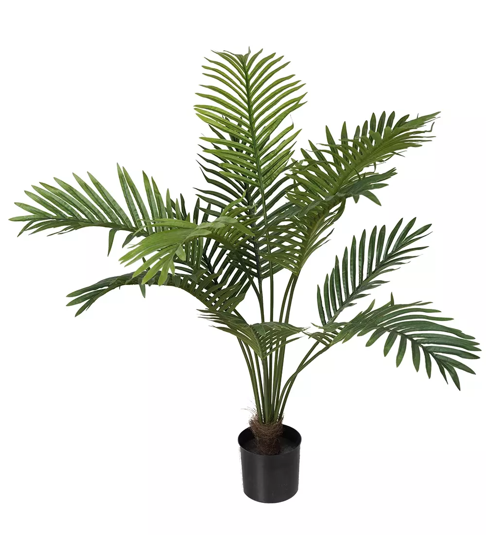 Palme H80, 7330026164923, 9892-90-1, Interiør, Blomster og Planter, Mr Plant, Palm