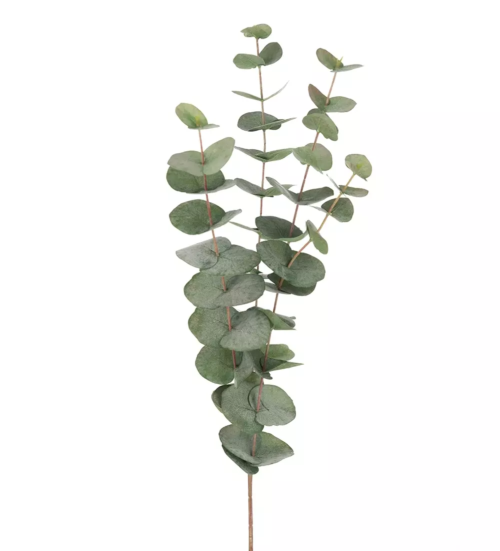 Eucalyptus Kvist H60 9953-95 7330026164459 Interiør Blomster og Planter Mr Plant