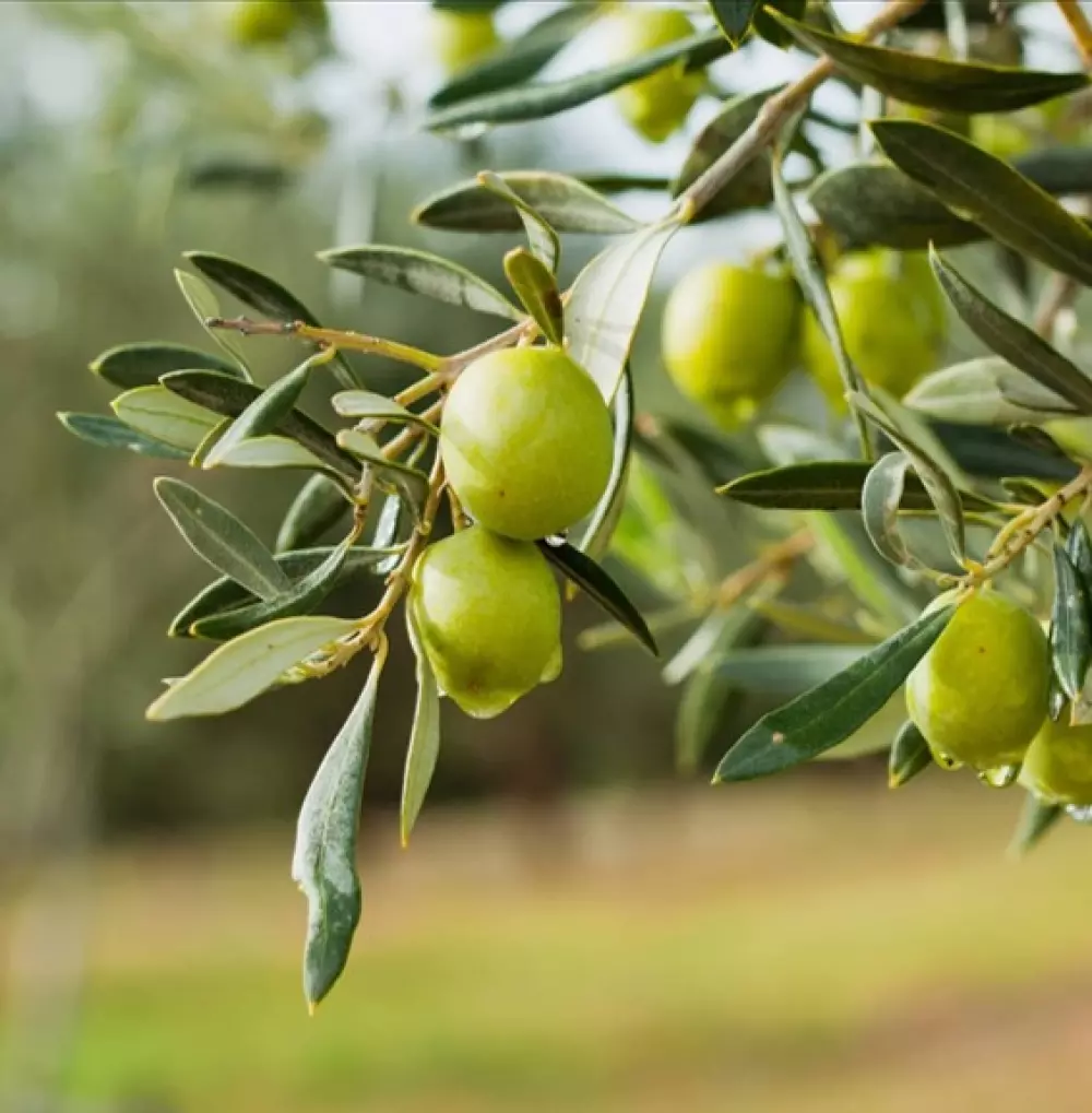 Flytende Såpe - Italian Olive Oil, 80253631, RM3082, Baderom, Håndsåper, Rudy Profumi, Terrigeno, Liquid soap