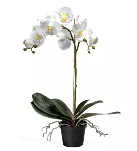 Orkidé Phalaenopsis H60
