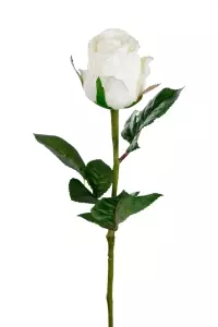 Rose Hvit H50cm