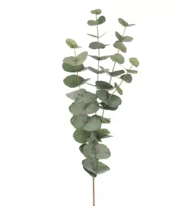 Eucalyptus Kvist H60