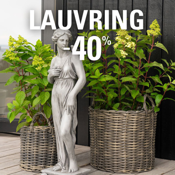 Lauvring