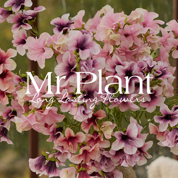 Mr Plant