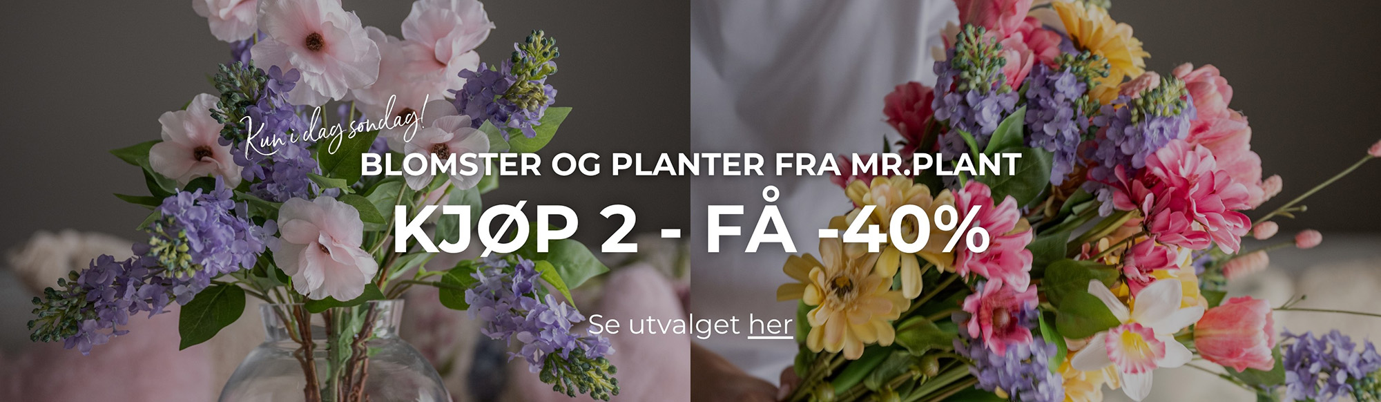 Mr Plant 40% ved kjøp av to eller flere
