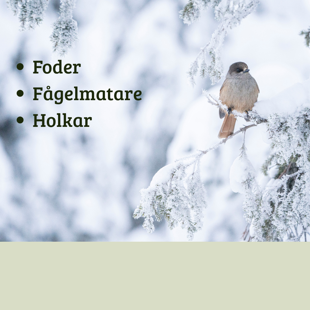 Vildfågelmat, foder, fågelmatare, talgboll, nötter 